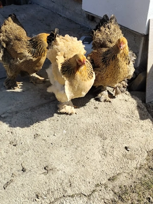 caută altă casă  - imagine 5