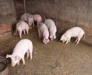 Purcei de vânzare, 3 luni