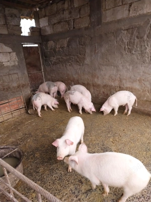 Purcei de vânzare, 3 luni - imagine 2