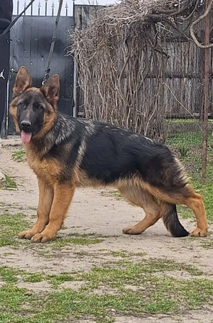 Catelusa Ciobanesc German  - imagine 2