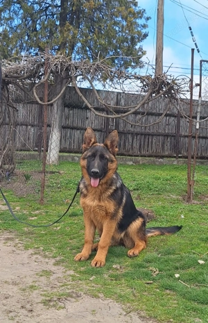 Catelusa Ciobanesc German 