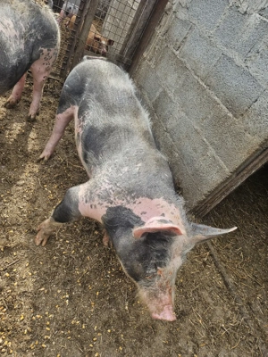 Scroafa rasa pietrain 