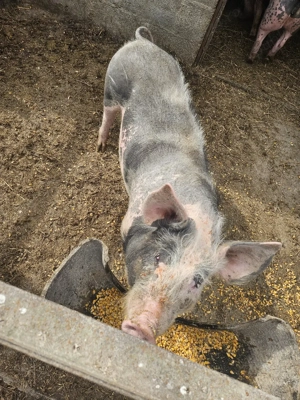 Scroafa rasa pietrain  - imagine 2