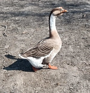 Disponibile 2 perechi de gaste  - imagine 4