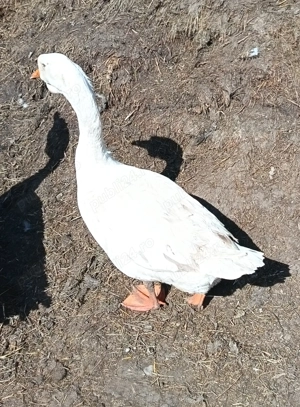 Disponibile 2 perechi de gaste  - imagine 3