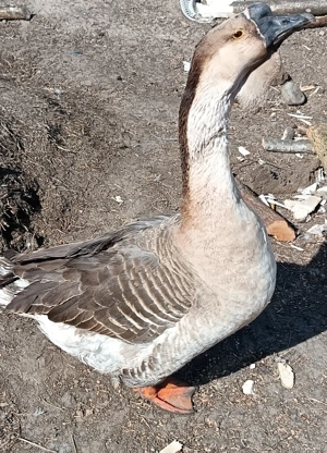 Disponibile 2 perechi de gaste  - imagine 2