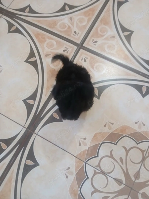 donez bichon maltez  - imagine 5