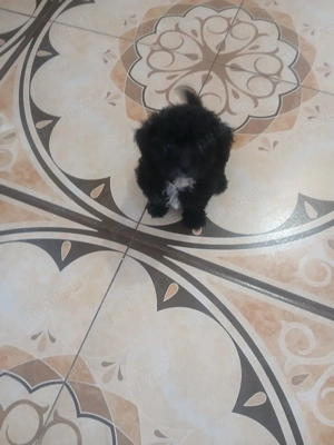 donez bichon maltez  - imagine 3