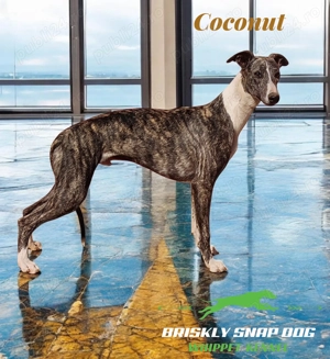 Pui whippet cu pedigree - imagine 2