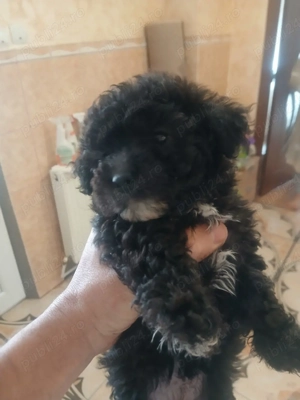 donez bichon maltez  - imagine 2