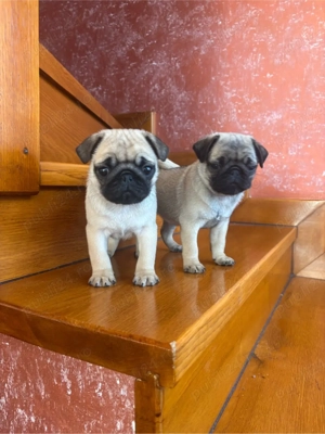 Puiuti de Mops Pug - imagine 2