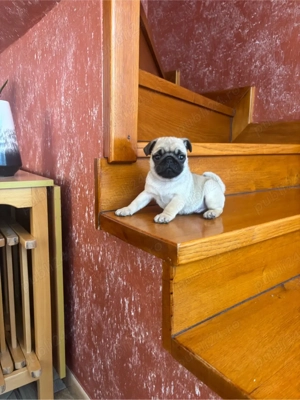 Puiuti de Mops Pug - imagine 3