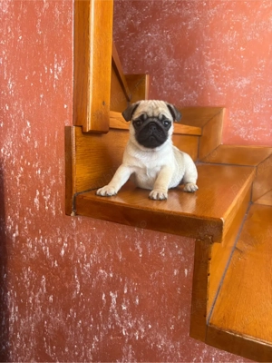 Puiuti de Mops Pug - imagine 4