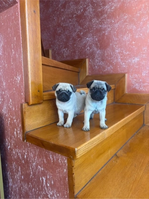 Puiuti de Mops Pug - imagine 5
