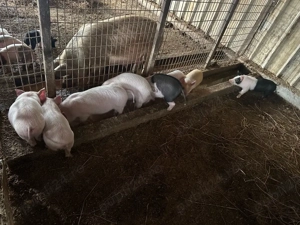 Vand purcei durok cu marele alb - imagine 3