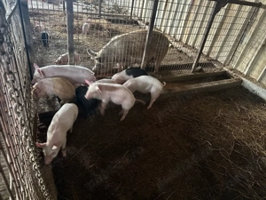 Vand purcei durok cu marele alb - imagine 4