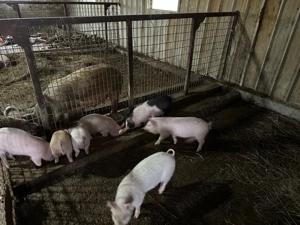 Vand purcei durok cu marele alb - imagine 2