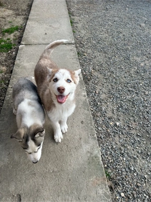 Husky Siberian  - imagine 3