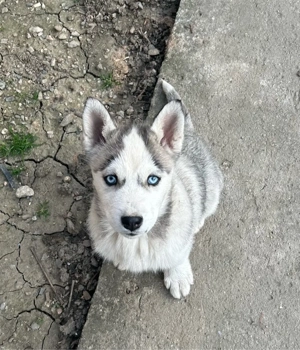 Husky Siberian  - imagine 2