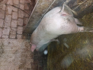 Scroafă 250 Kg rasă de Carne 