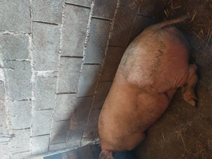 Scroafă 250 Kg rasă de Carne  - imagine 2