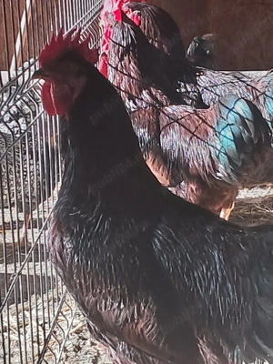 de vânzare  - imagine 2