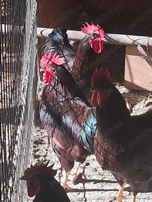 de vânzare  - imagine 3