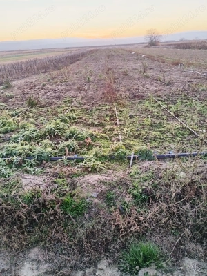 Teren Agricol de Vanzare Extravilan (Arabil), Fertil, 1 ha. - imagine 3