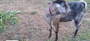 Țap de vanzare! - imagine 3