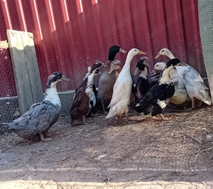 Vand familie de rațe indiene și o rață albastru suedez - imagine 5