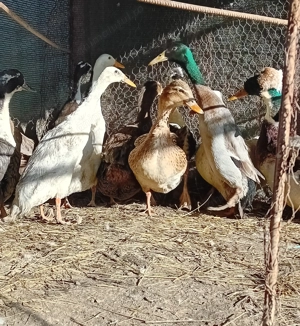 Vand familie de rațe indiene și o rață albastru suedez - imagine 3