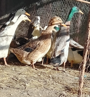 Vand familie de rațe indiene și o rață albastru suedez - imagine 2