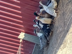 Vand familie de rațe indiene și o rață albastru suedez