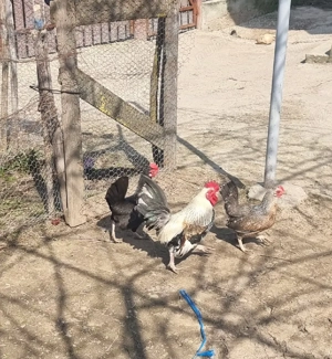 ouă de vânzare  - imagine 3