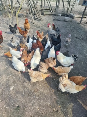 ouă de vânzare  - imagine 4