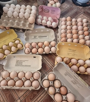 ouă de vânzare  - imagine 2