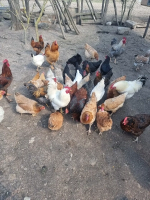 ouă de vânzare  - imagine 5