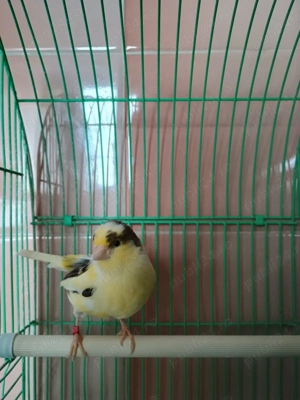 Vând canar 2023 cănăriță 2024 și colivie - imagine 2