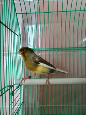 Vând canar 2023 cănăriță 2024 și colivie