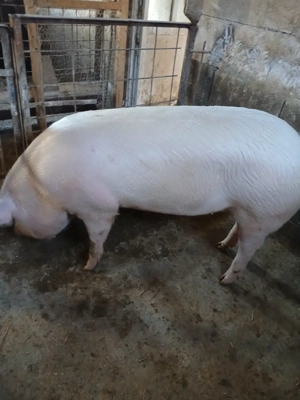 o scroafă de vinzare  - imagine 4