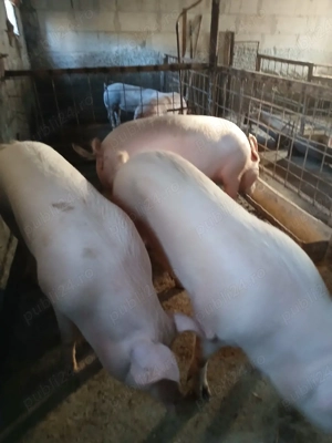 o scroafă de vinzare  - imagine 2