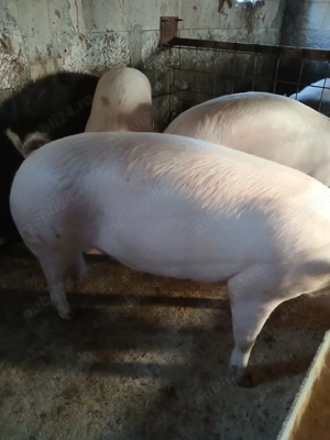 o scroafă de vinzare  - imagine 3