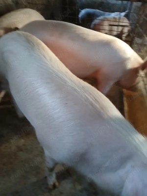 o scroafă de vinzare 