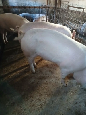 o scroafă de vinzare  - imagine 5