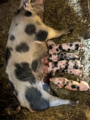 vand scroafa  - imagine 4