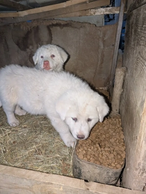 Catei ciobanesti - imagine 3