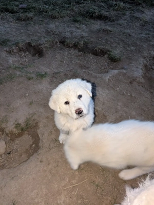 Catei ciobanesti - imagine 2