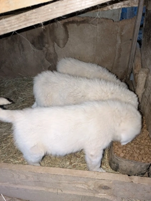 Catei ciobanesti - imagine 5