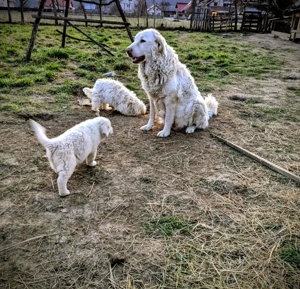 Catei ciobanesti - imagine 4