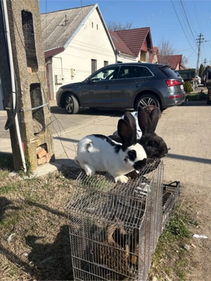 pui 3 luni fluture german  - imagine 2